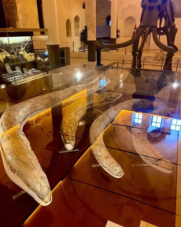 Büyük fosil dişler, cam vitrin içinde ve mamut iskeleti arka planda