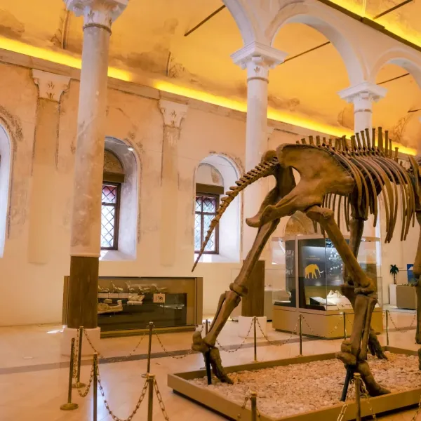 Büyük bir fosil iskeleti ve tarihi eserlerle dolu müze içi