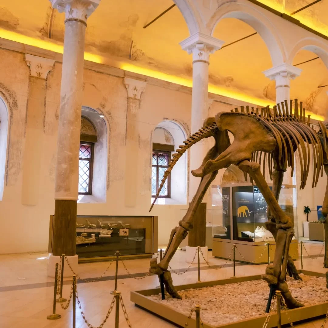 Doğa Tarihi Müzesi: Fosil İskeletleri ve Tarihi Eserler - Büyük fosil iskeleti ve tarihi eserlerle dolu! Büyük bir fosil iskeleti ve tarihi eserlerle dolu müze içi