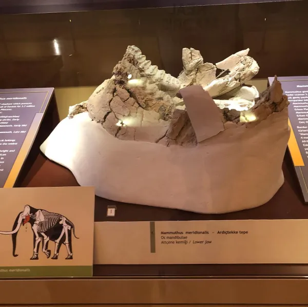 Sergi vitrininde mamut altçene kemiği, bilgi panoları ve çizimle birlikte sergileniyor.