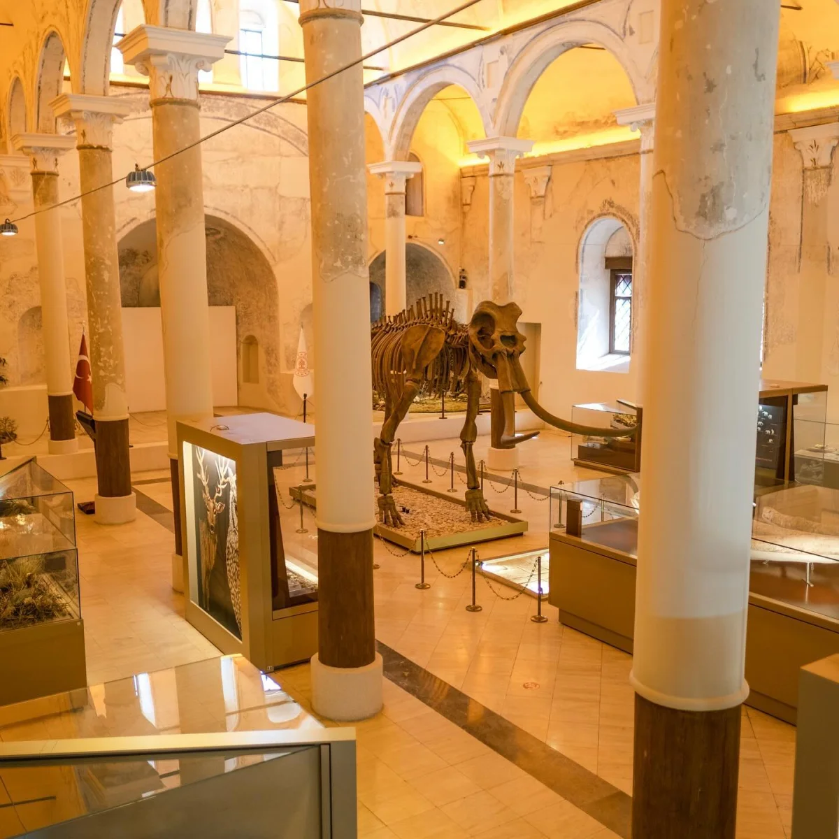 Doğa Tarihi Müzesi: Tarihin Derinliklerine Yolculuk - Geniş müze iç mekanında mamut iskeleti! Geniş müze iç mekanında mamut iskeleti ve sergi alanları