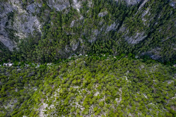 Yüksek noktadan çekilmiş, yoğun yeşil ağaçlarla çevrili dere manzarası