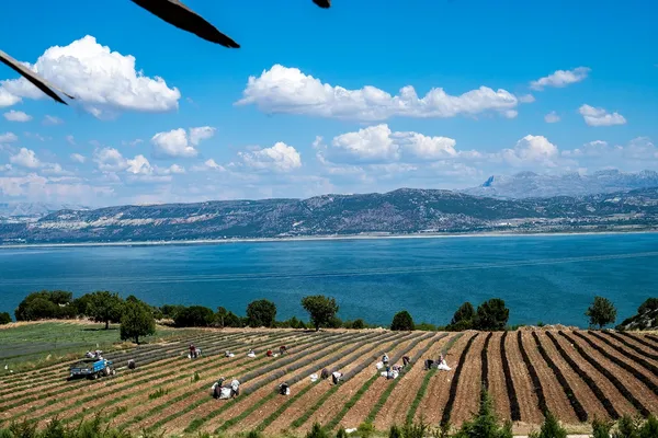 Yeşil tarlalarda çalışan insanlar, arka planda dağlar ve göl.