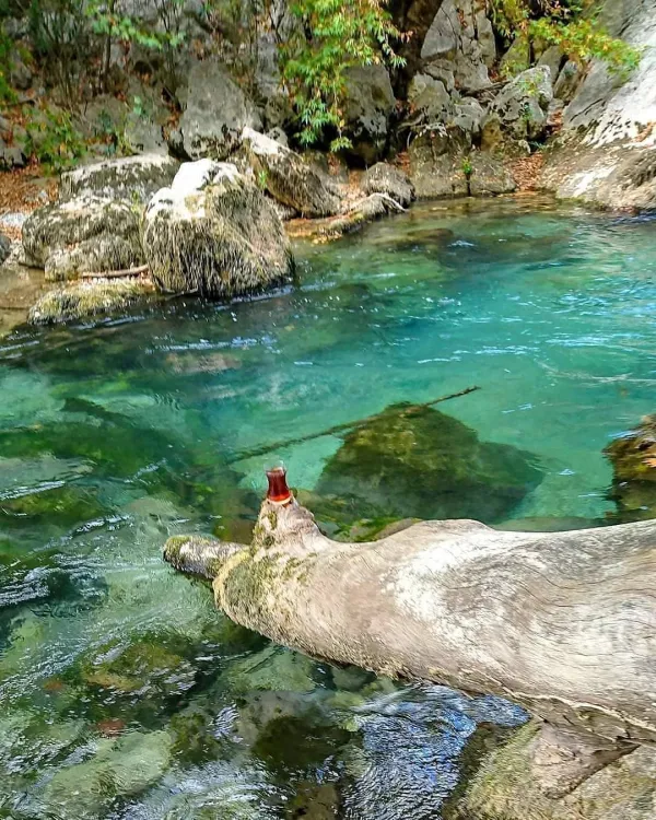 Şeffaf mavi-yeşil su, çevresindeki yeşil ağaçlarla huzurlu bir manzara sunuyor.