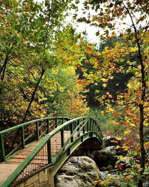 Yeşil metal köprü, sonbahar renkleriyle dolu ağaçların arasında yer alıyor.