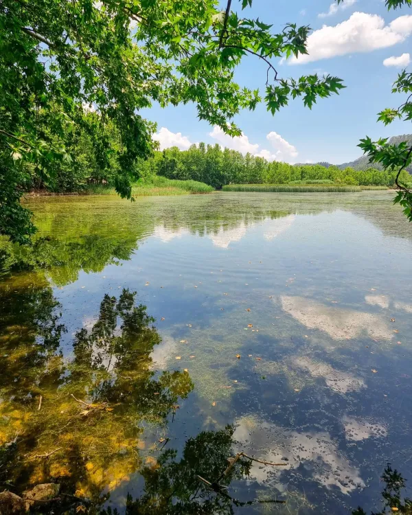 Sakin su yüzeyinde mavi gökyüzü ve beyaz bulut yansımaları, çevrede yeşil ağaçlar ve bitkiler var.