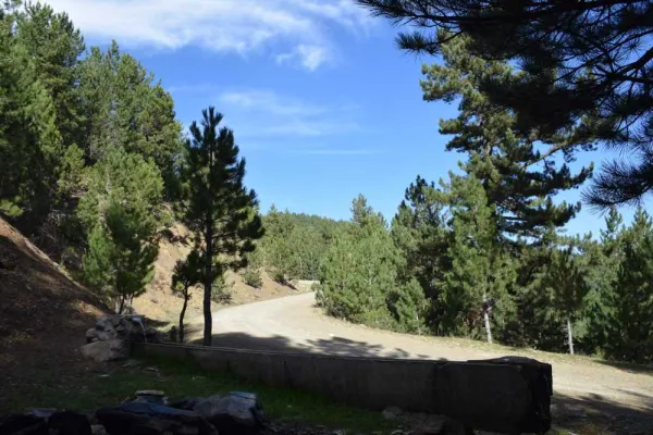 Ağaçlarla çevrili eğimli bir yolda ilerleyen huzur dolu bir manzara