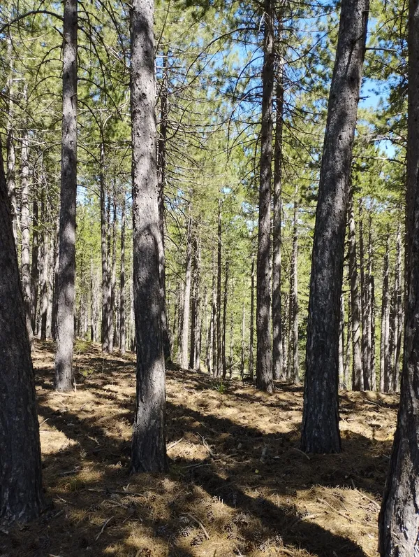 Yoğun orman manzarasında uzun ağaçlar ve mavi gökyüzü.