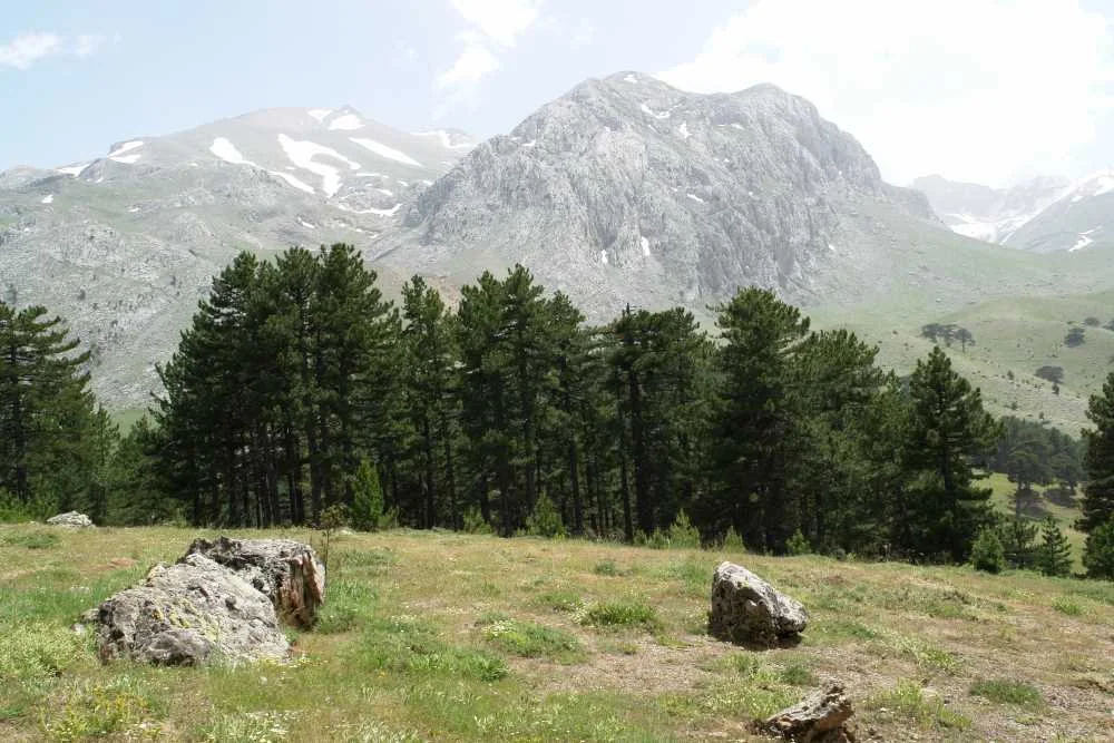 Doğanın Sakin Huzuru - Yüksek Dağlar ve Çam Ağaçları Yüksek dağlar ve yoğun çam ağaçları ile yemyeşil bir alan.