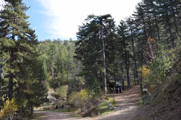 Yoğun ağaçlarla çevrili huzurlu bir yürüyüş yolu görüntüsü.