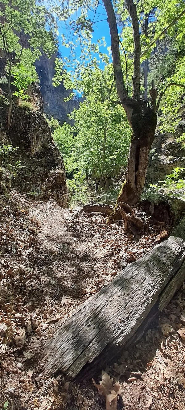 Yemyeşil ağaçlarla çevrili taşlı bir yürüyüş yolu ve mavi gökyüzü.