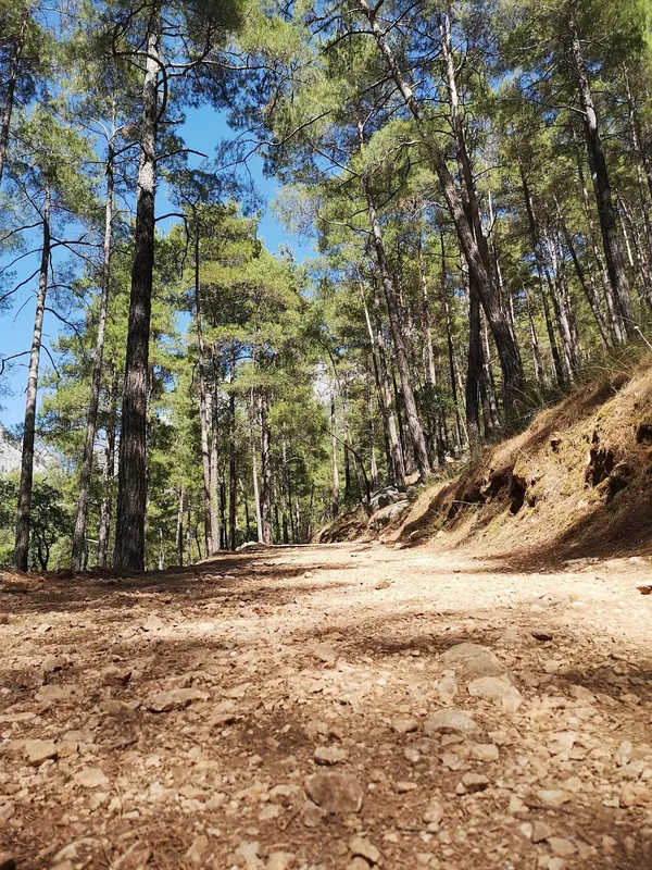 Güneşli günde ormanlık alanda taşlı patika ve ağaçlar.