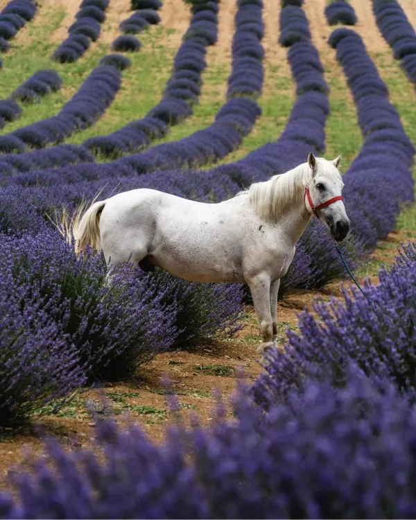 Mor lavanta tarlalarının arasında duran beyaz bir at, huzur dolu bir manzarada poz veriyor.