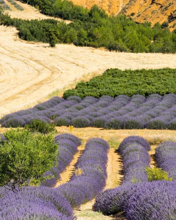 Geniş lavanta tarlalarında sıralanmış mor lavanta bitkileri ve yeşil ağaçlar