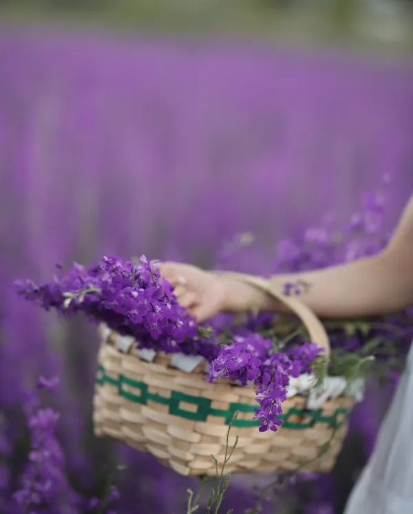 Mor çiçeklerle dolu sepet, geniş mor çiçek tarlası arka planda