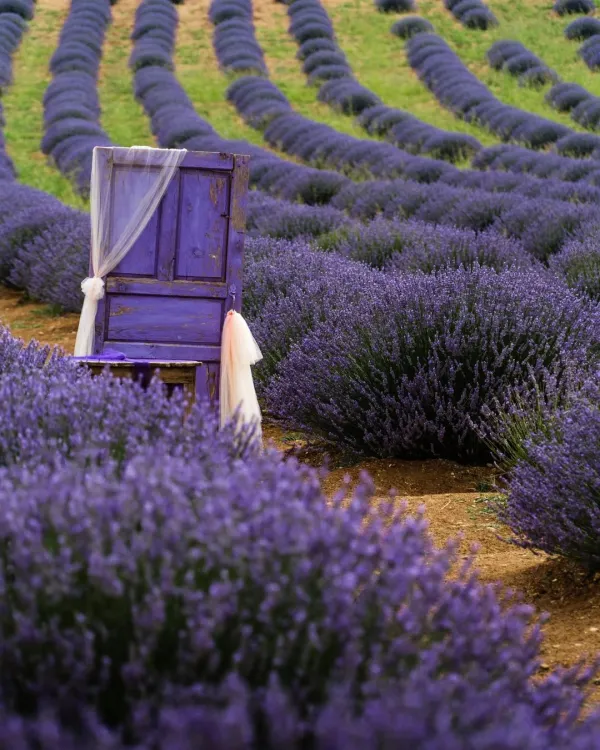 Mor lavanta tarlaları arasındaki süslenmiş eski kapı ve yeşil alanlar