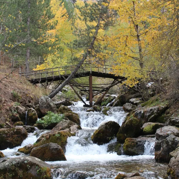 Ahşap köprüden geçen berrak su ve sarı yapraklı ağaçlar ile doğal bir manzara.