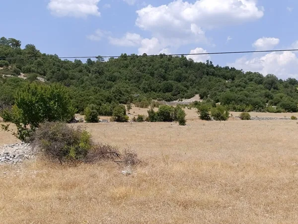 Açık arazide sarımsı otlar, yeşil ağaçlar ve mavi gökyüzü görünümü.