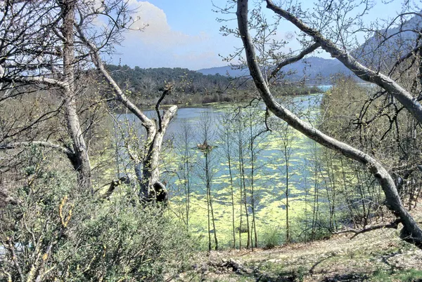 İnce ağaç dalları ve çalılarla çevrili geniş Eğirdir Gölü manzarası.