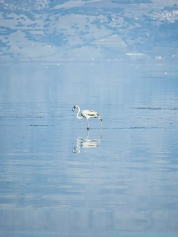 Sakin su yüzeyinde yürüyen zarif bir flamingo ve doğal manzara