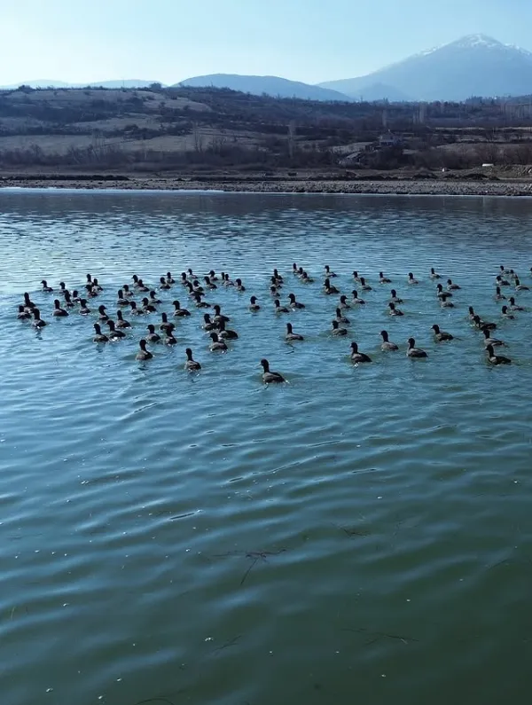 Sakin su yüzeyinde gruplar halinde yüzen ördekler ve arka planda dağlar