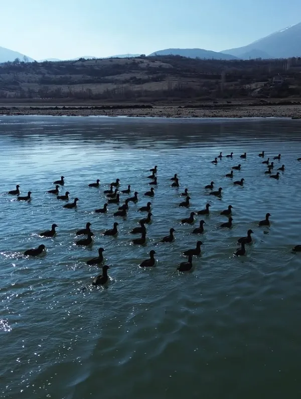 Sakin su yüzeyinde gruplar halinde yüzen ördekler ve ağaçlarla kaplı dağlar.