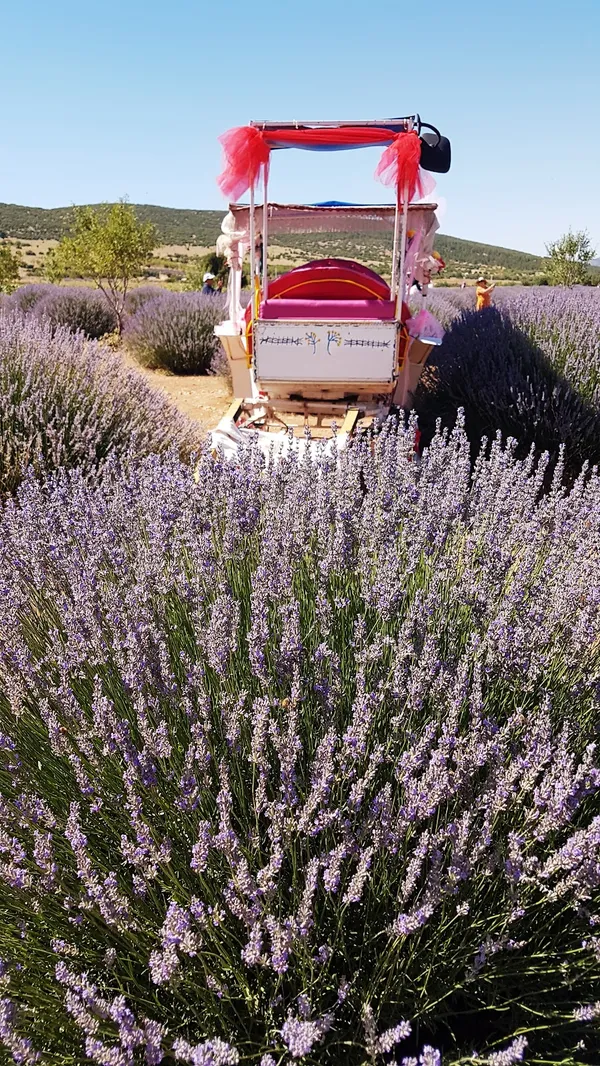 Mor lavanta tarlaları arasında süslenmiş bir araba ve yeşil ağaçlar.