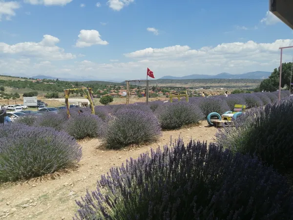 Mor lavanta çalıları ve yeşil dağlar, dalgalanan Türkiye bayrağı ile huzurlu bir manzara sunuyor.