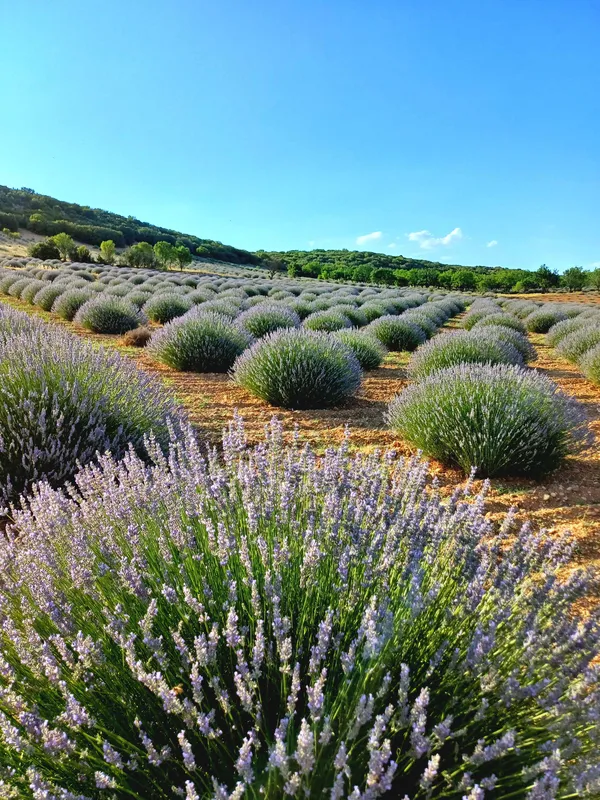 Geniş lavanta tarlasında mor çiçekler ve yeşil yapraklar huzur veriyor.