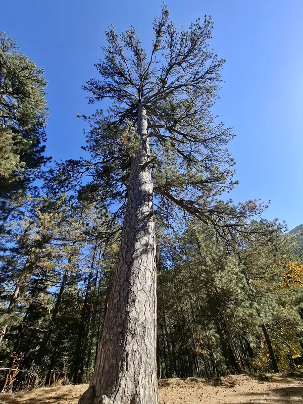 Yüksek çam ağacı, arka planda küçük ağaçlar ve açık mavi gökyüzü ile huzur verici bir orman manzarası.