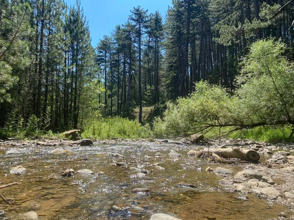 Güneşli günde ormanlık alanda akan dere ve yeşil ağaçlar.