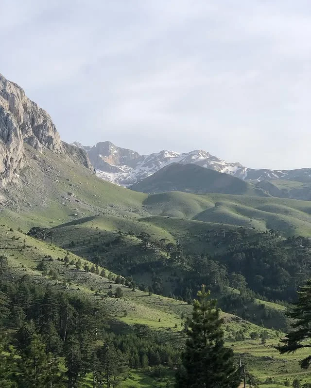 Eşsiz Doğal Güzellikler - Yemyeşil Dağlar ve Karla Kaplı Zirveler Yemyeşil dağlar, çam ağaçları ve karla kaplı zirvelerle dolu huzur verici manzara