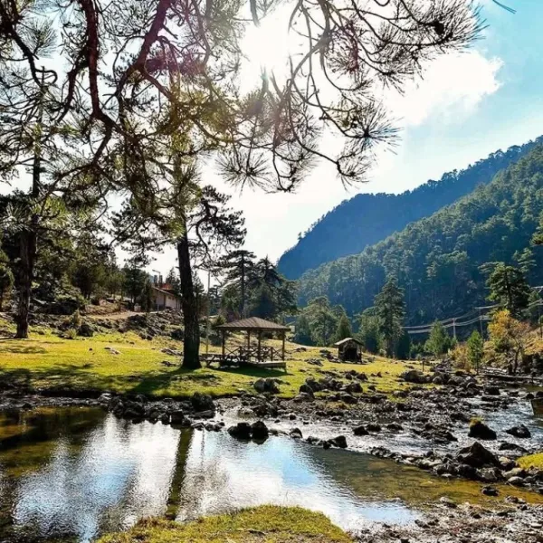 Sakin su birikintisi, çam ağaçları ve ormanlık tepe ile huzurlu bir doğa manzarası.