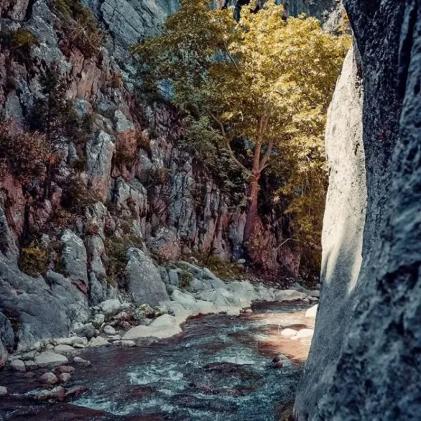 Dar bir vadide akan dere ve yüksek kayalık duvarlar arasında yeşil yapraklı bir ağaç