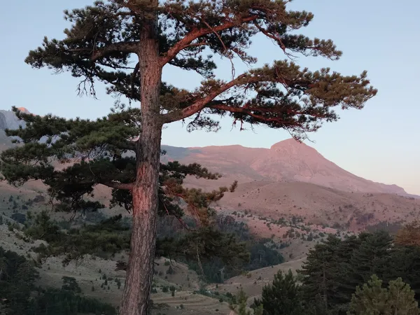 Geniş dağ manzarası ve ön planda çam ağacı ile doğal bitki örtüsü.