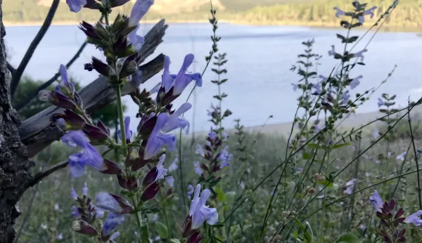 Sakin su kenarında açmış mor ve lavanta rengi çiçekler, yeşil yapraklarla çevrili.