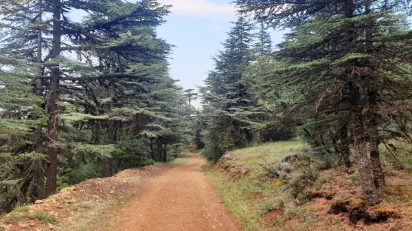 Yoğun orman yolunu saran yeşilçam ağaçları ve açık mavi gökyüzü