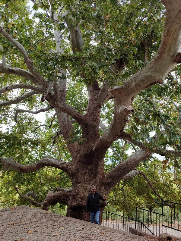 Büyük ve gösterişli bir ağaç, yeşil yapraklarla dolu, rahat bir kişiyle birlikte doğa manzarasında.