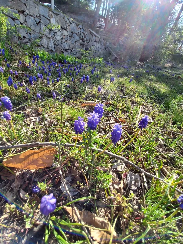 Mor çiçekler ve yeşil otlarla kaplı çimenlik alanda huzur verici bir manzara