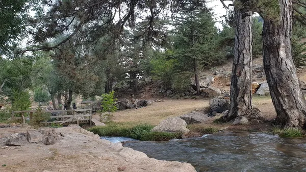 Yeşil ağaçlar arasında akan bir akarsu ve ahşap köprü manzarası.