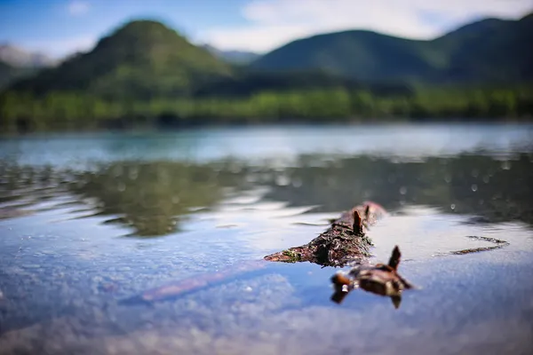 Suyun yüzeyinde yatan dal parçası ve yeşil orman manzarası.