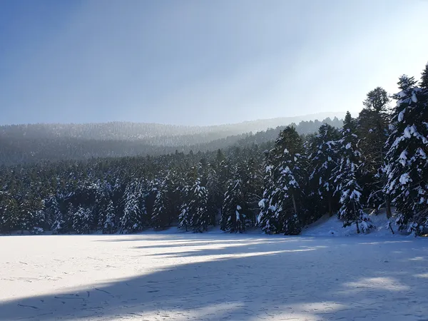 Karla kaplı alan ve çam ağaçlarıyla dolu orman manzarası.