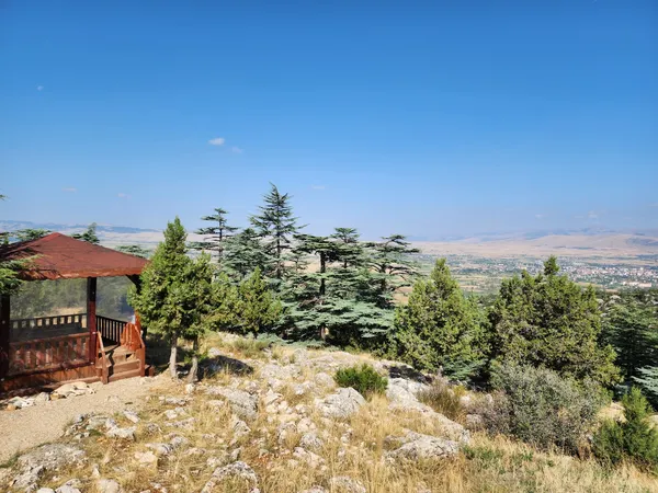 Yüksek alanda yeşil çam ağaçları ile çevrili ahşap gölet.