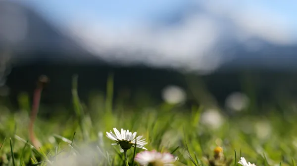 Yeşil çimenlikte küçük beyaz çiçekler ve buğulu dağ manzarası
