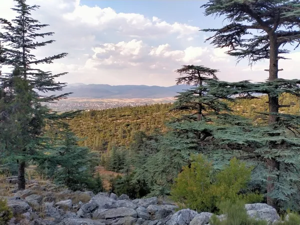Yoğun yeşil ağaçlar ve irili ufaklı taşlarla dolu dağ manzarası.