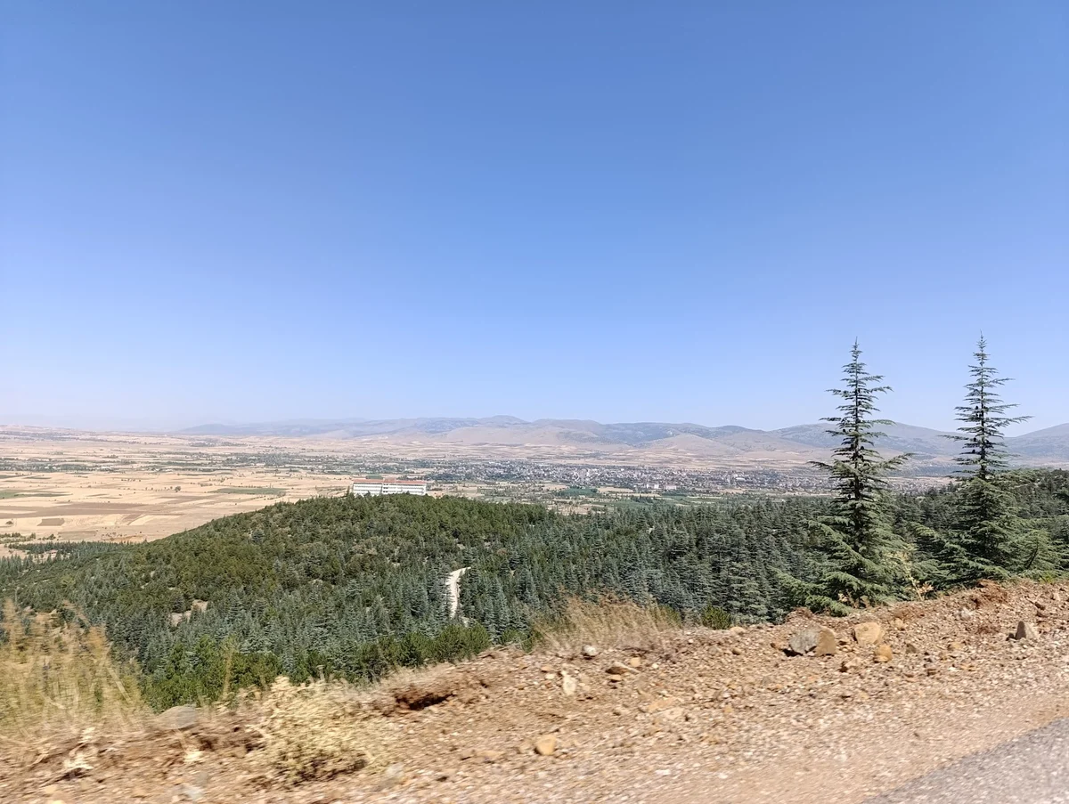 Ağaçlarla kaplı tepe, altın tarım arazileri ve mavi gökyüzü.