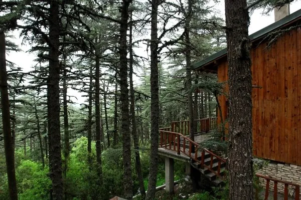 Yoğun ağaçların arasında yer alan ahşap yapı ve çevresindeki yeşil bitki örtüsü.