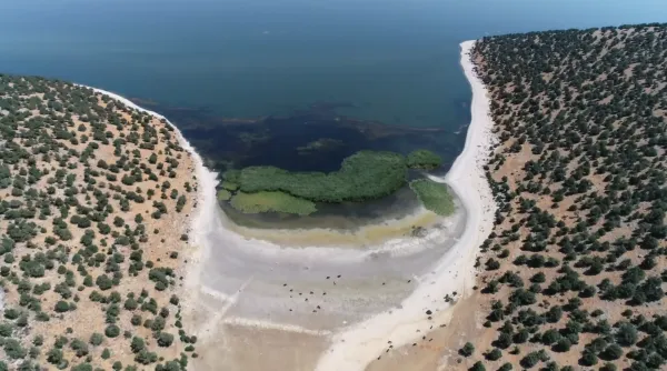 Mavi suyla çevrili, açık kum plajı ve yoğun ağaçlık alan görüntüsü.