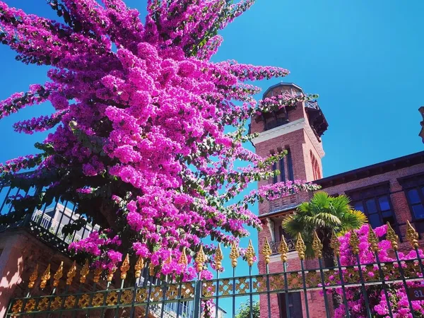 Parlak mor çiçeklerle dolu ağaç ve arka planda tarihi yapı görünümü.