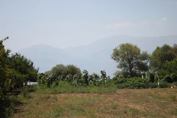 Dağlık arka planda yeşil alanlar ve çeşitli ağaçlar, hafif sisli bir dağ silueti ile huzurlu bir tarım manzarası.